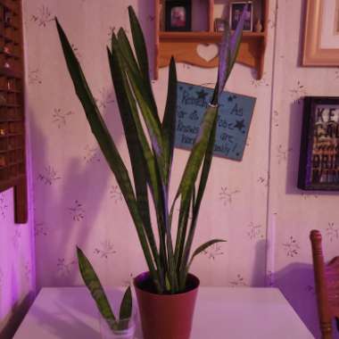 Sansevieria zeylanica