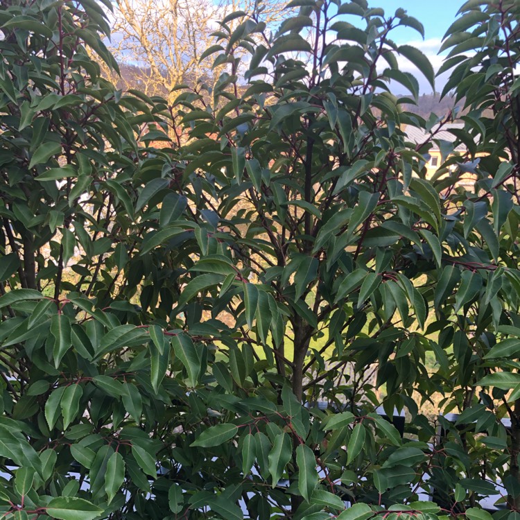 Plant image Prunus lusitanica 'Angustifolia'