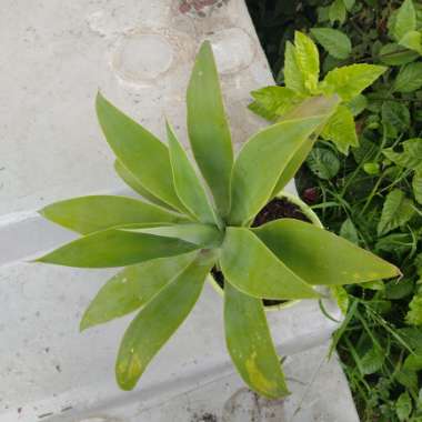 Fred's garden