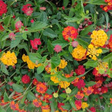 Fred's garden