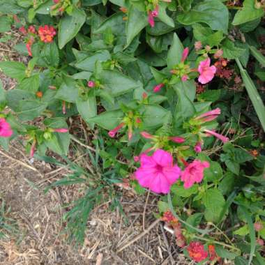 Fred's garden
