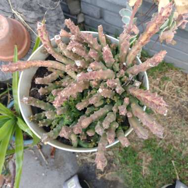 Fred's garden