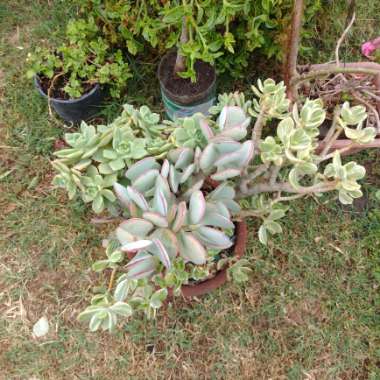 Fred's garden