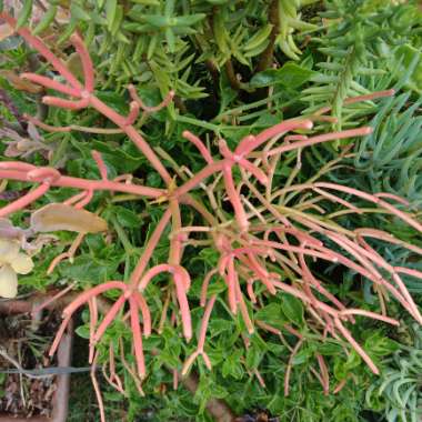 Fred's garden