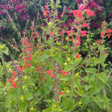 Fred's garden