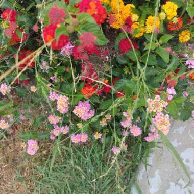 Fred's garden
