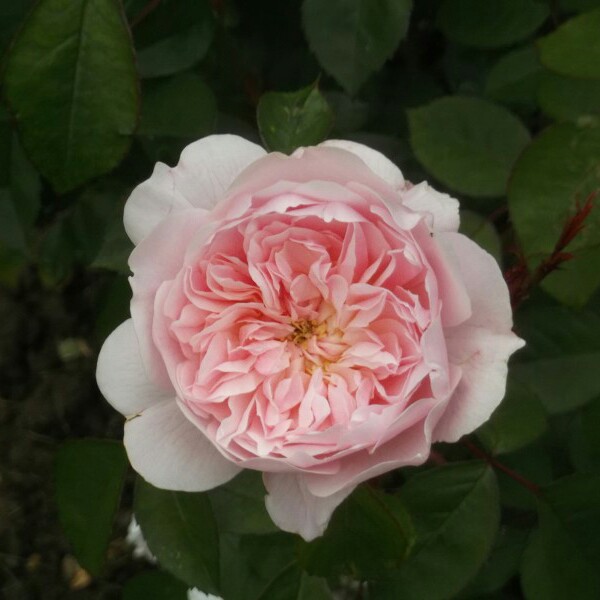 Plant image Rosa 'Wisley 2008'