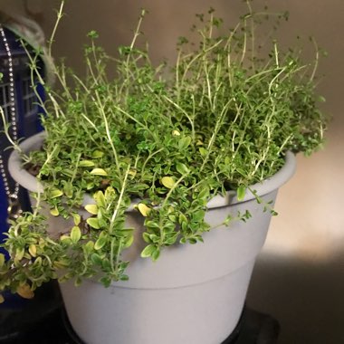 Thymus Vulgaris