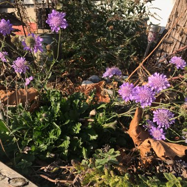 Scabiosa columbaria 'Blue Note'