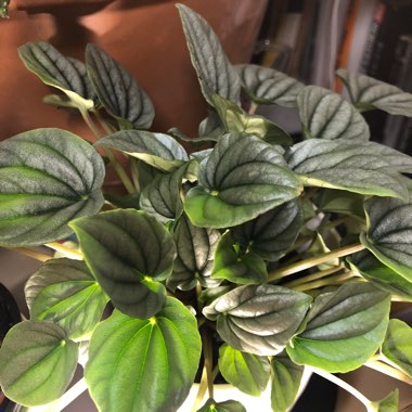 Peperomia