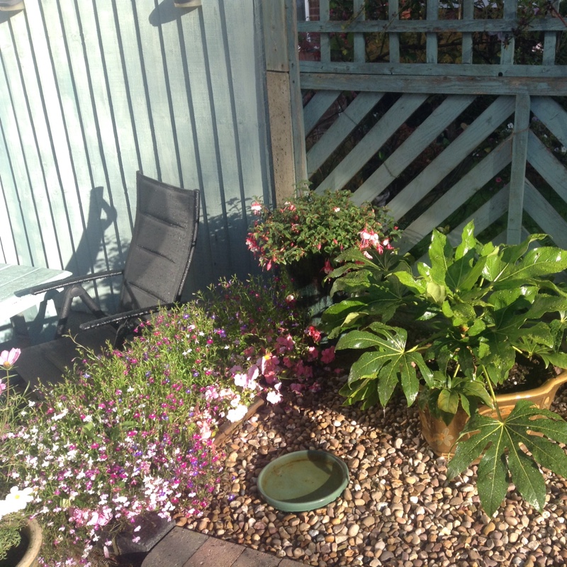 Kathy's garden