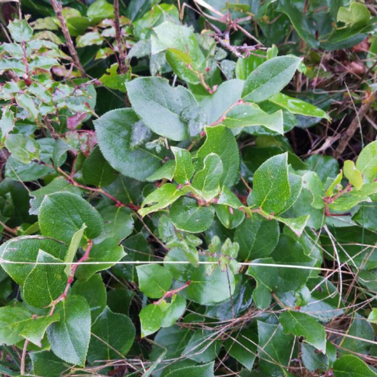 Plant image Gaultheria shallon