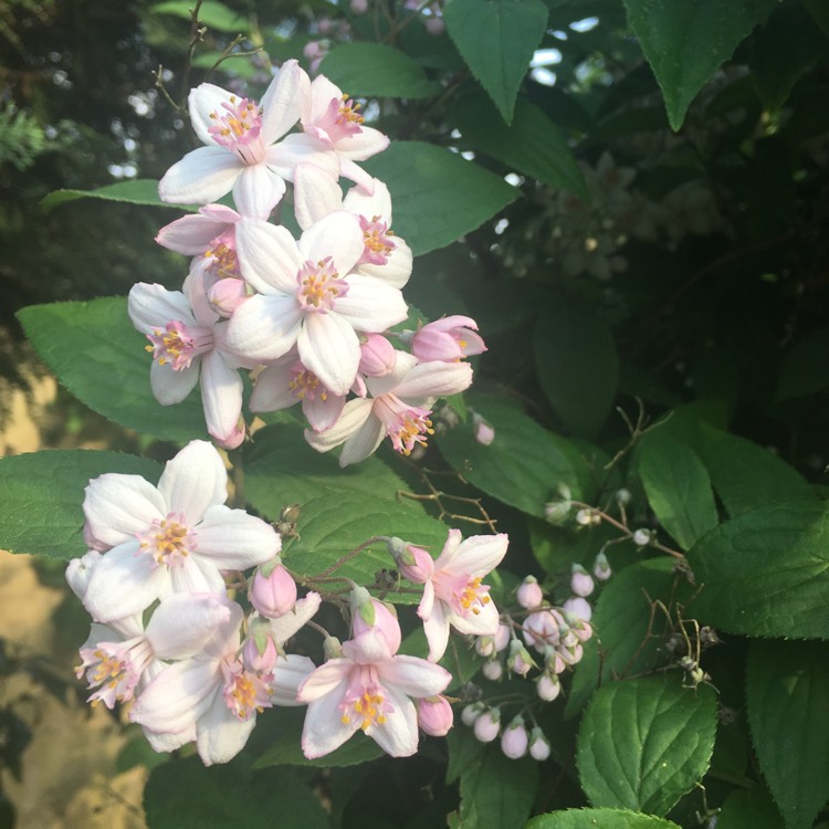 plant image 718710