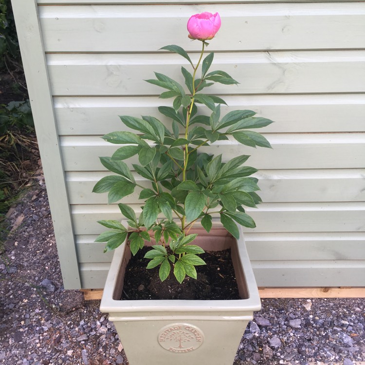 plant image 737325 plant image 737325