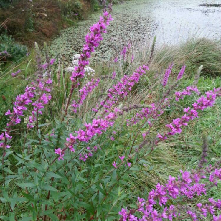 Plant image Lythrum salicaria