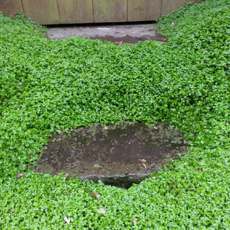 plant image 214475