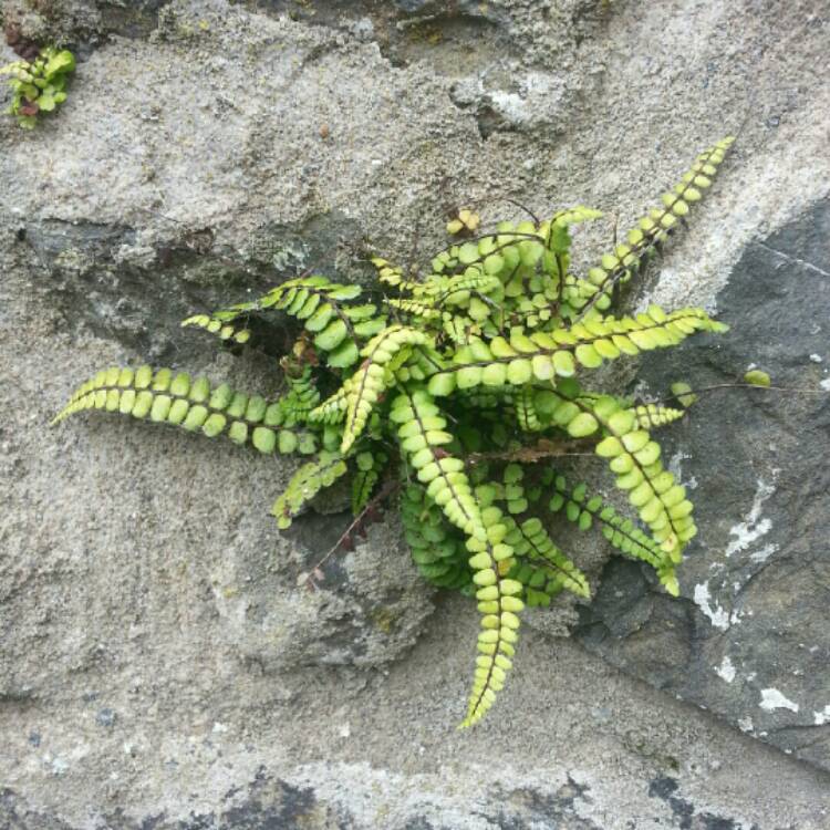 Plant image Asplenium trichomanes