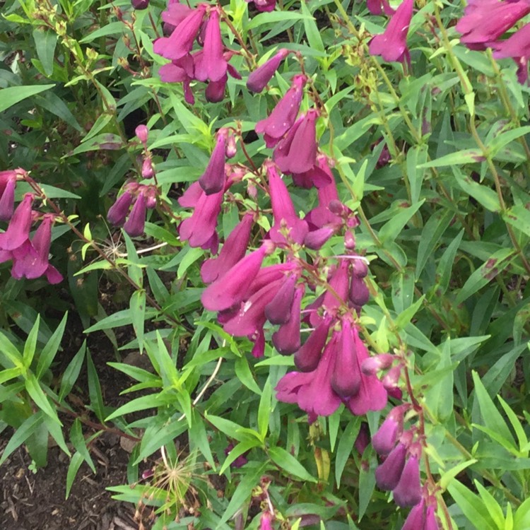 Plant image Penstemon 'Andenken an Friedrich Hahn' syn. Penstemon 'Garnet'