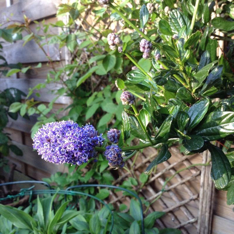 plant image 110286
