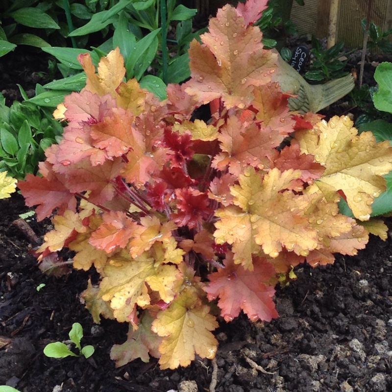 Plant image Heuchera 'Autumn Leaves'