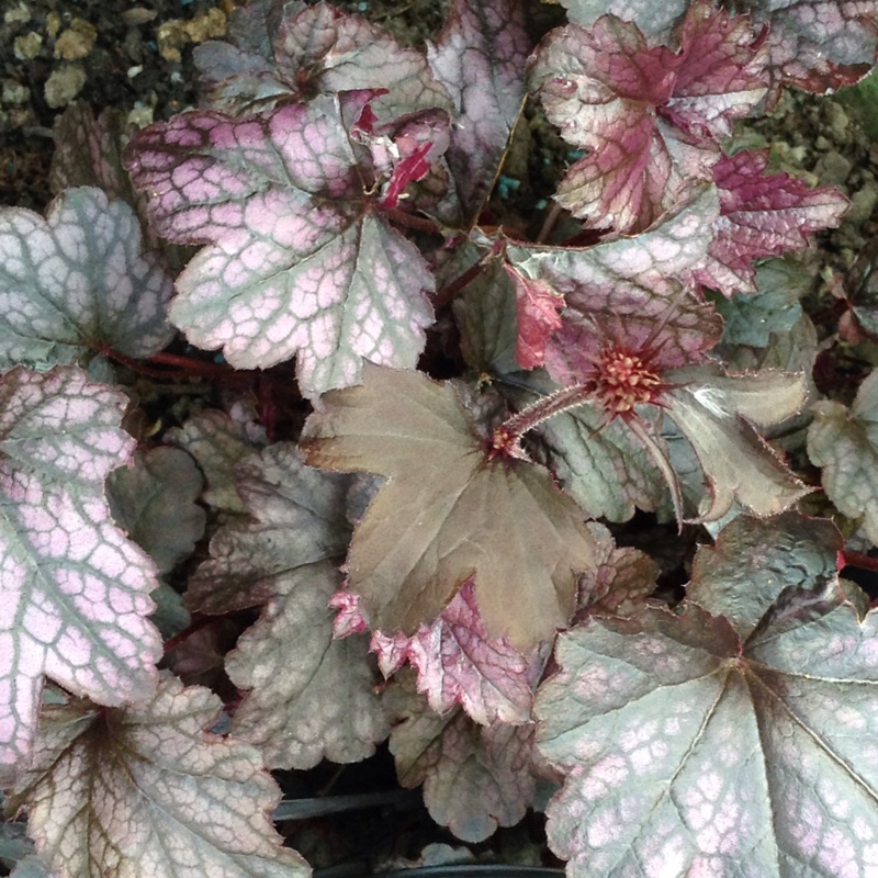 Plant image Heuchera 'Blackberry Jam'