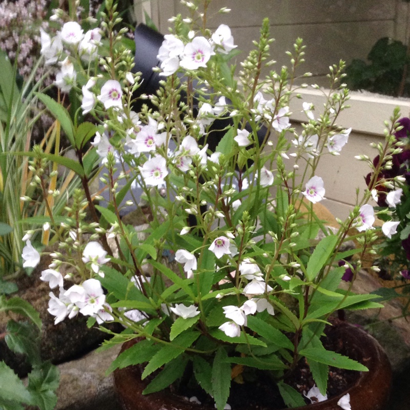 Plant image Parahebe 'Snow Clouds'
