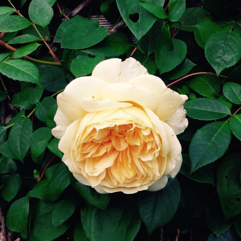 Plant image Rosa 'Teasing Georgia'