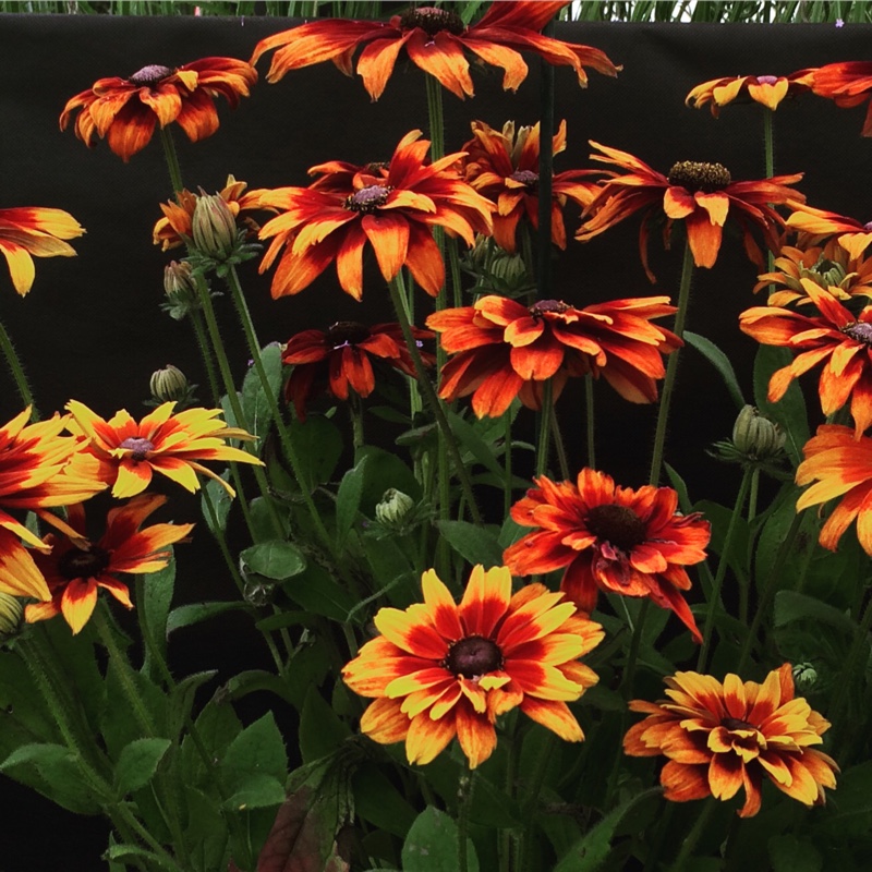 Plant image Rudbeckia x hirta hybrida 'Cherokee Sunset'