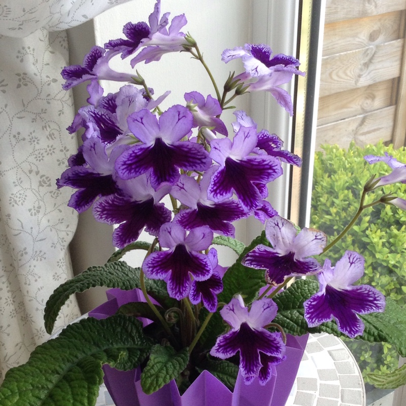 Plant image Streptocarpus 'Katie'