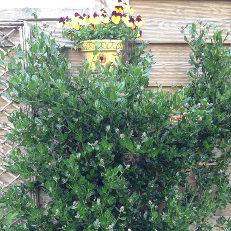 plant image 91326