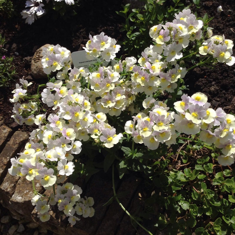 Plant image Nemesia 'Mirabelle'