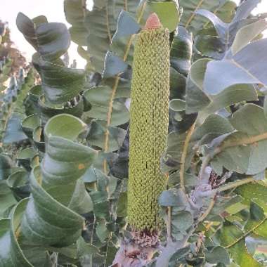 Frits's plant