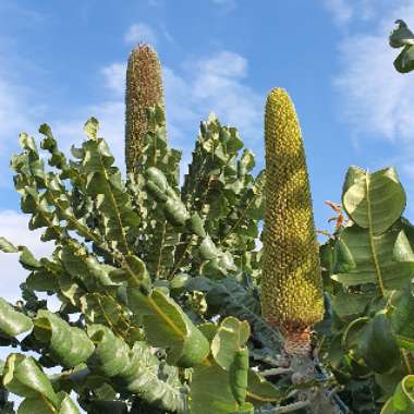 Frits's plant