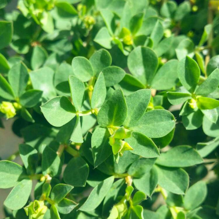 Plant image Lotus corniculatus