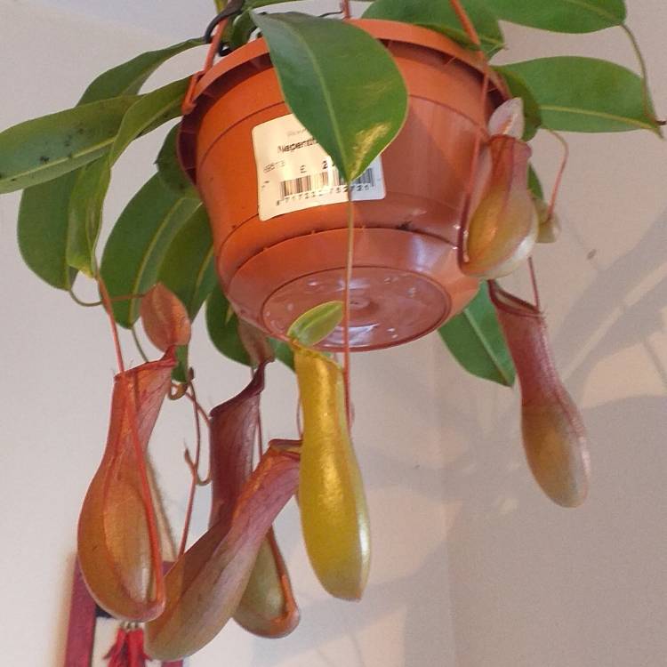 Plant image Nepenthes 'Alata'