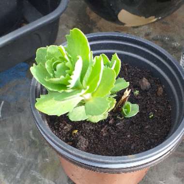 Hylotelephium Herbstfreude