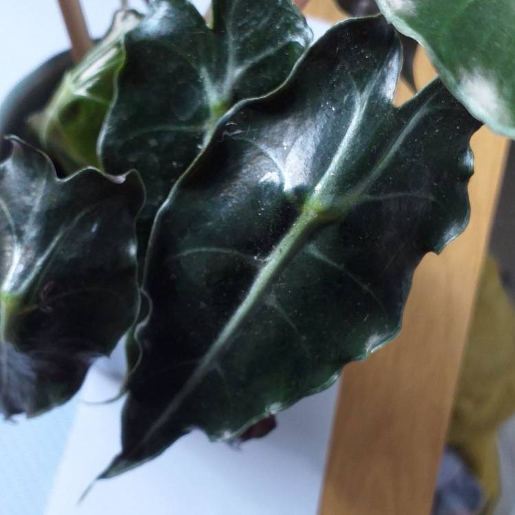 Plant image Alocasia Sanderiana