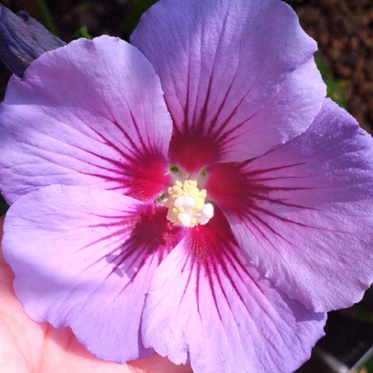 Plant image Hibiscus syriacus 'Marina'