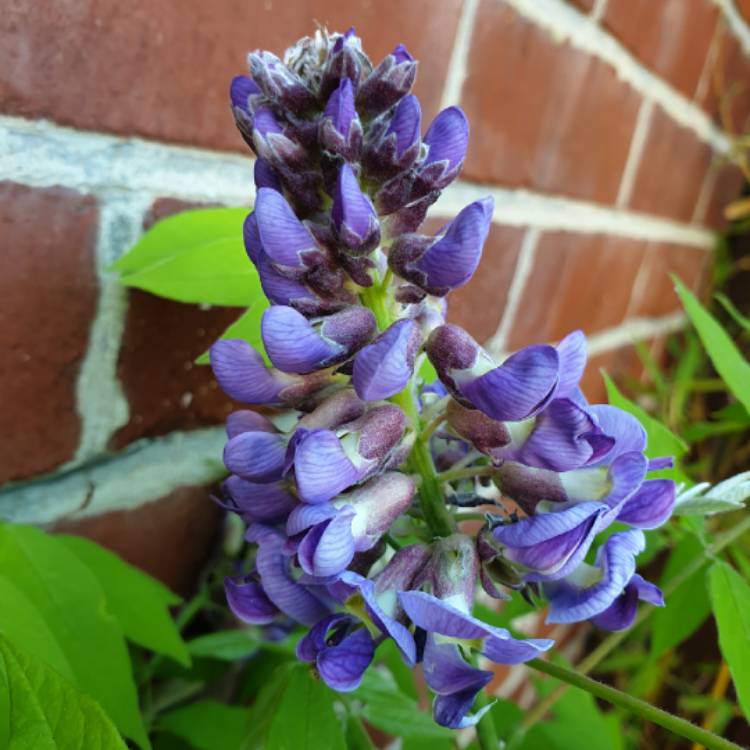 plant image 1493376 plant image 1493376