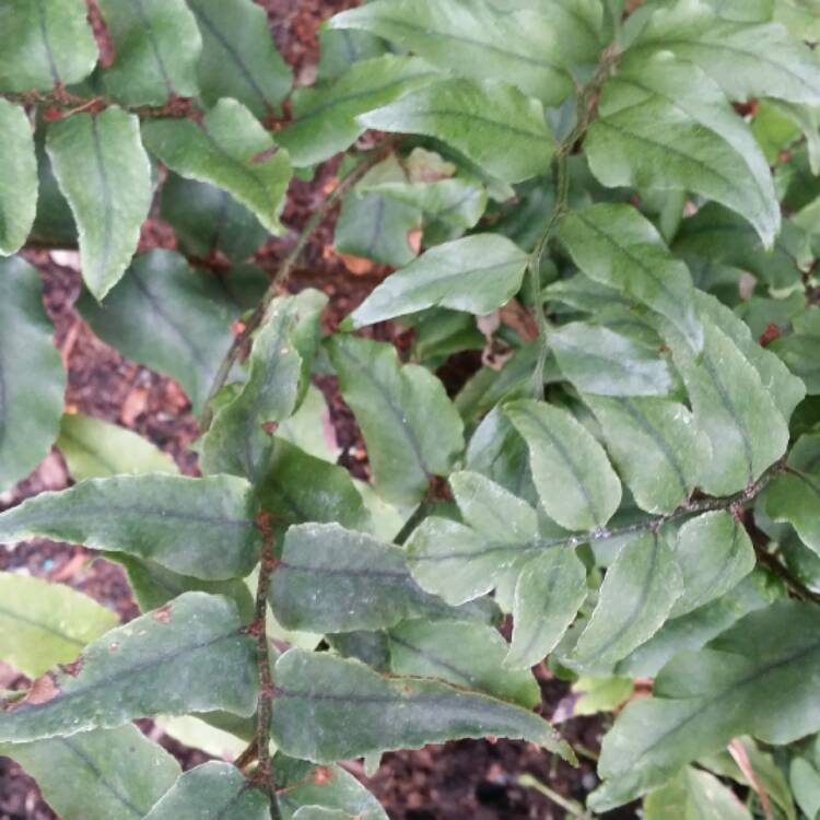 Plant image Cyrtomium Fortunei