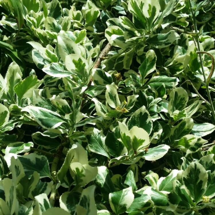 Plant image Euonymus fortunei 'Silver Queen'