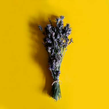 Lavandula angustifolia 'Munstead'