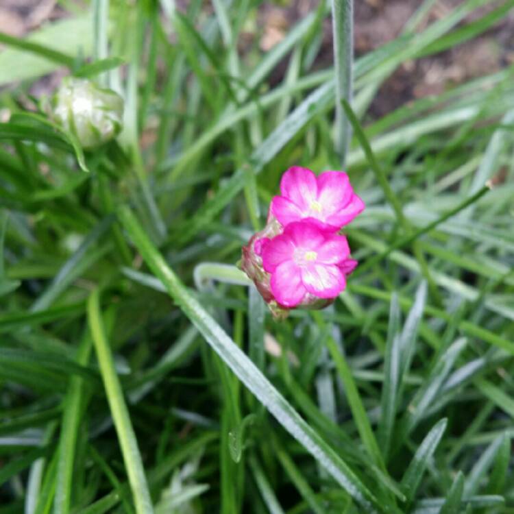 plant image 668136