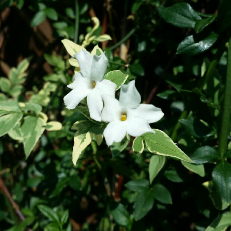 Plant image Jasminum officinale 'Variegatum'
