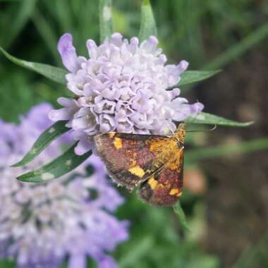 Scabiosa caucasica