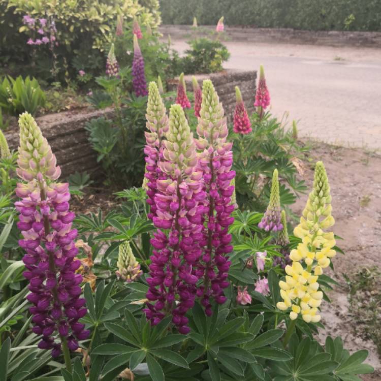 plant image 892865