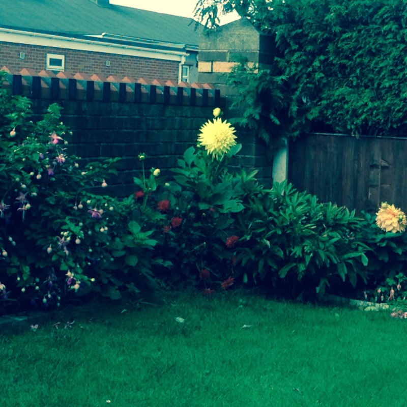 Plant image Dahlia 'Yellow Bird'