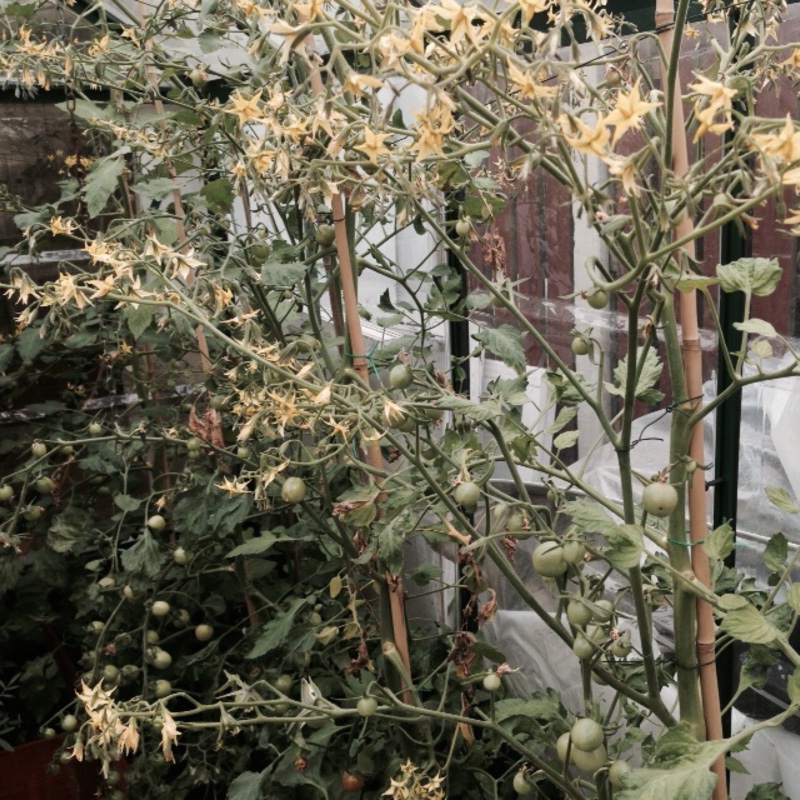 Tomato 'Moneymaker'