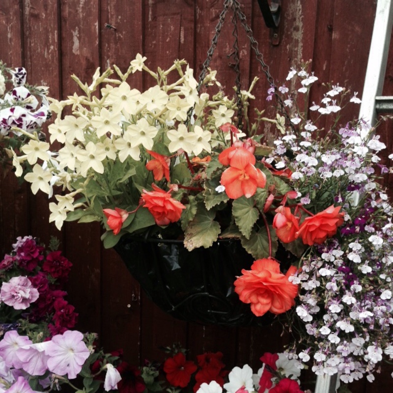 Garry's garden