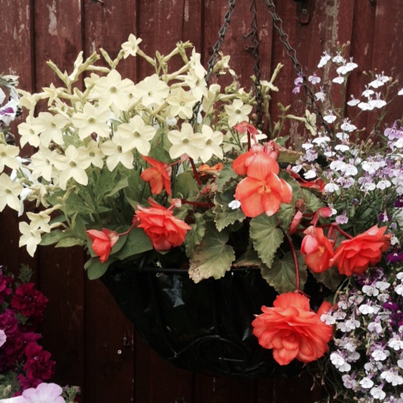 Garry's garden